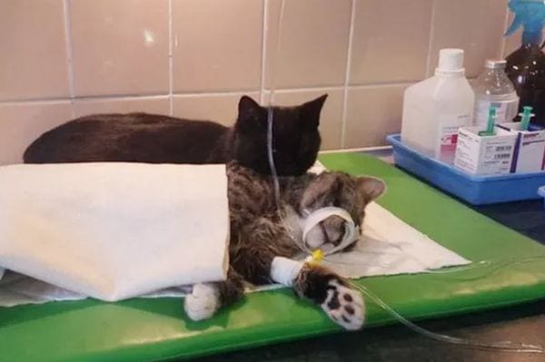 Rademenesa, il gatto infermiere impazza sul web [FOTO]