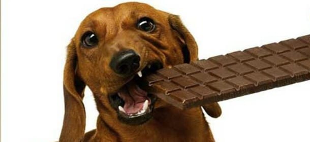 Il cioccolato è letale per i cani: lo studio scientifico spiega il motivo