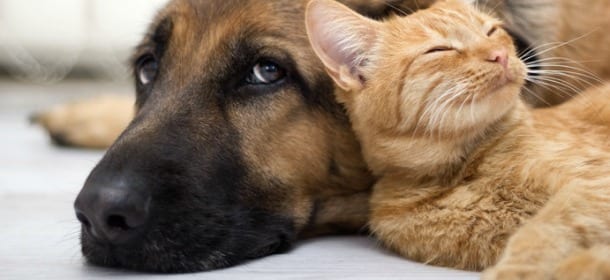 Cani e gatti: chi ama di più i propri padroni? Lo spiega lo studio