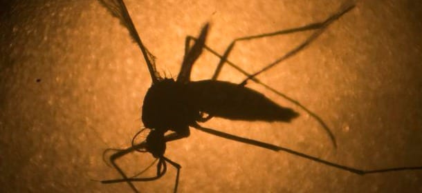 Zika: allarme Sanità, il virus sembrerebbe associato alla Sindrome di Guillain-Barré