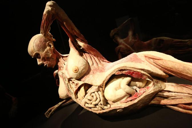 051113 - presentazione mostra Body Worlds - dottor Gunther Von Hagens - esposizione di veri corpi cadaveri plastificati plastinati plastinazione - foto Nucci/Benvenuti - presentazione mostra body worlds - fotografo: BENVENUTI