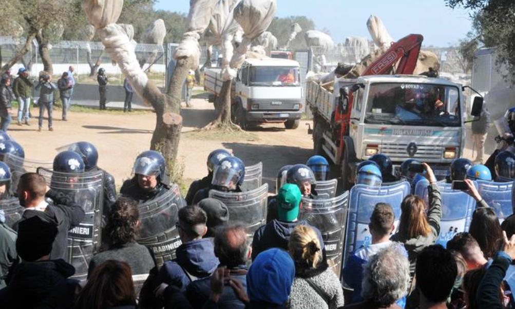 Puglia, via gli ulivi per fare il gasdotto: scontri e bombe carta contro la polizia