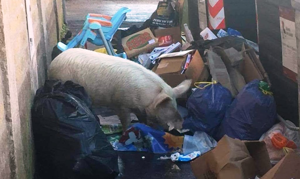 Roma, la foto shock: maiali "al pascolo" tra i cassonetti dei rifiuti