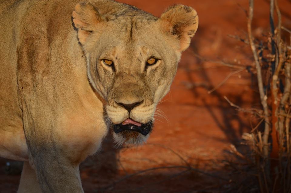 Tragedia in Sudafrica: turista ventiduenne sbranata da una leonessa